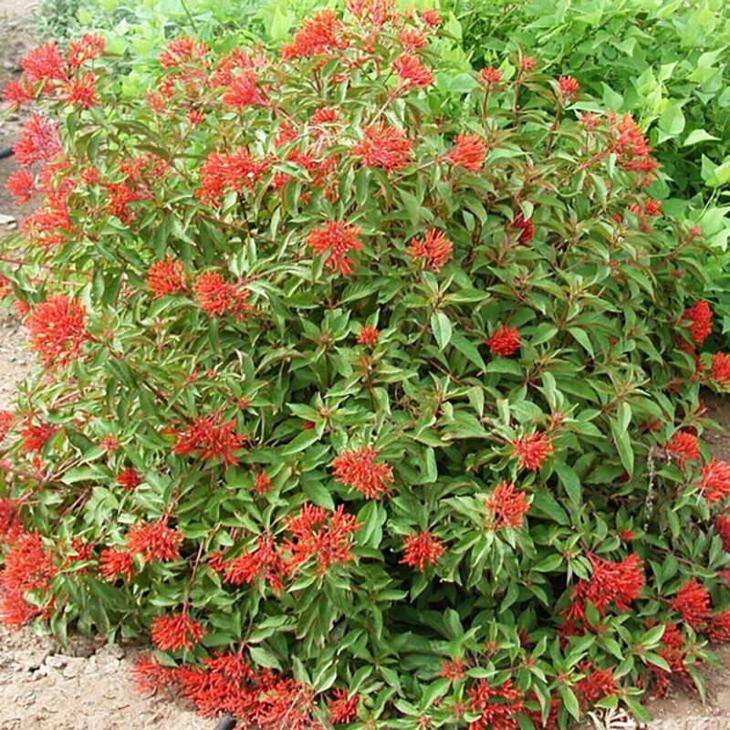 Shrubs - Firecracker Bush