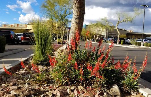 Shrubs - Firecracker Penstemon