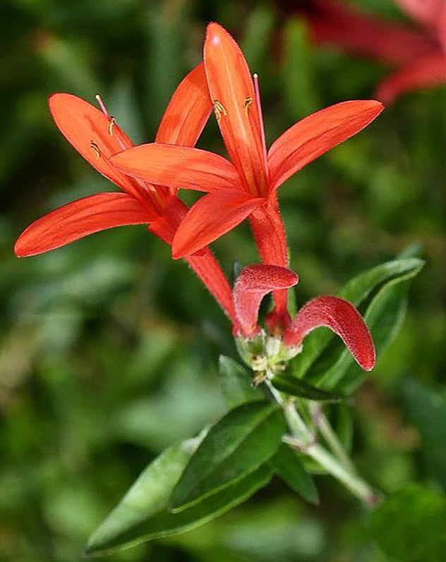 Shrubs - Flame Honeysuckle