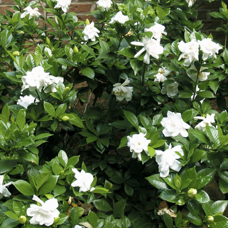 Shrubs - Gardenia