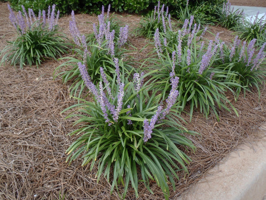 Shrubs - Giant Lily Turf