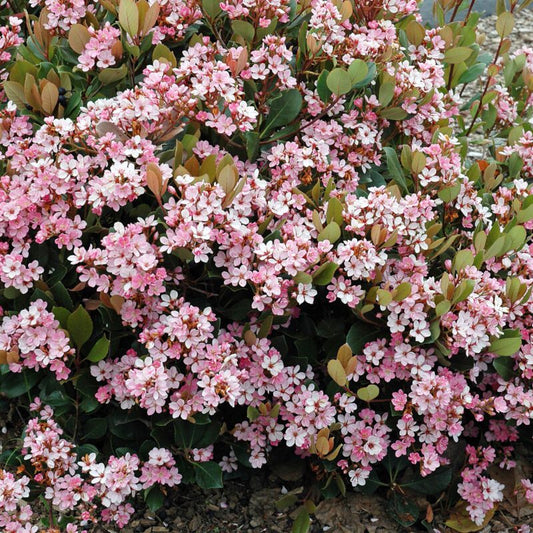 Shrubs - Hawthorn - Pink Lady