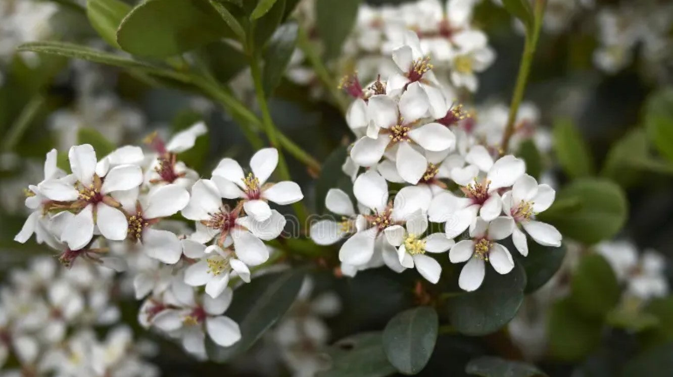 Shrubs - Hawthorn - White Lady