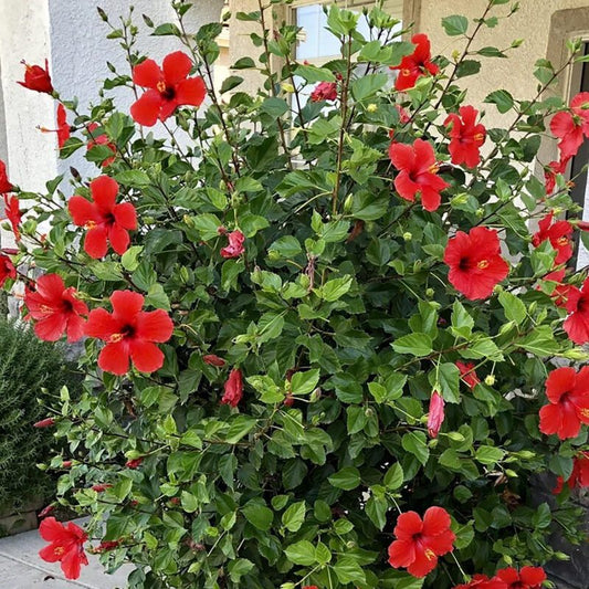 Shrubs - Hibiscus