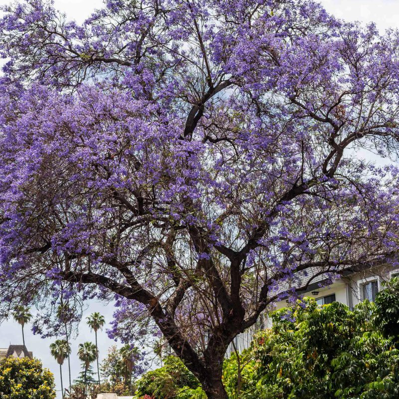 Shade - Jacaranda