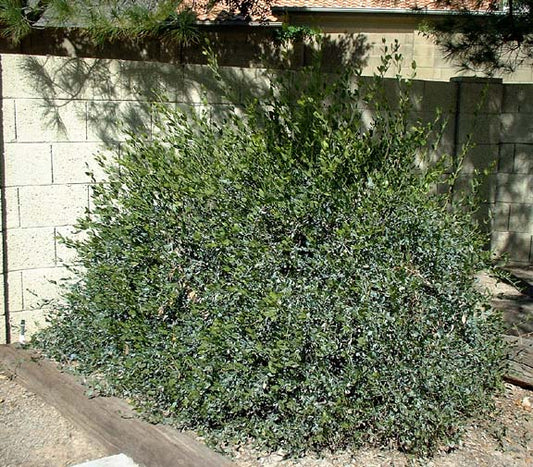 Shrubs - Jojoba