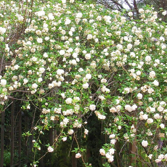 Vines - Lady Banks Rose - White