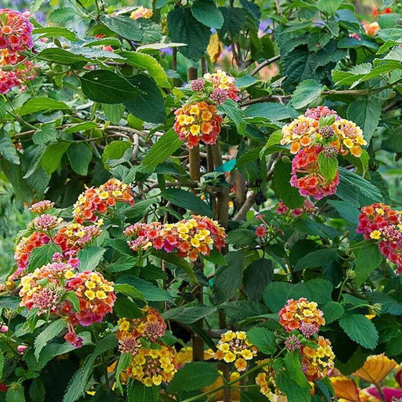 Shrubs - Lantana