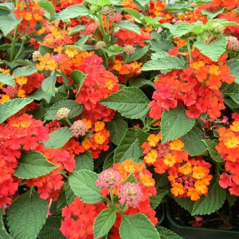 Shrubs - Lantana