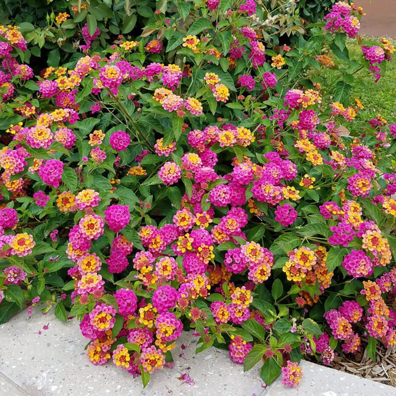 Shrubs - Lantana