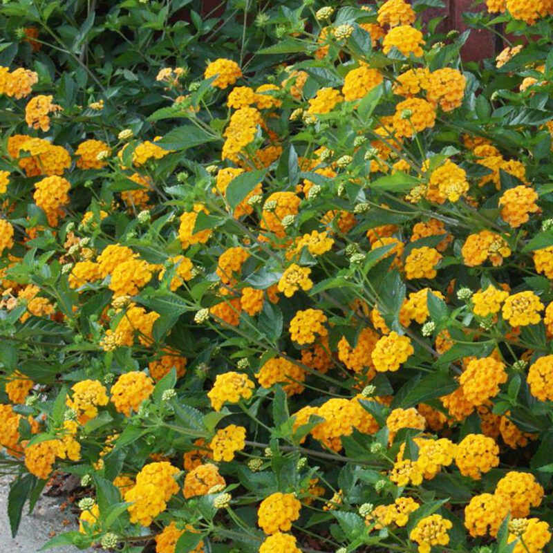 Shrubs - Lantana