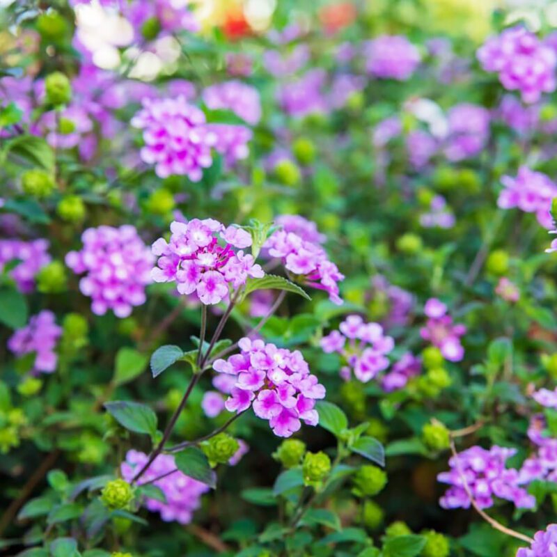 Shrubs - Lantana