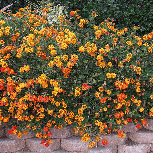 Shrubs - Lantana