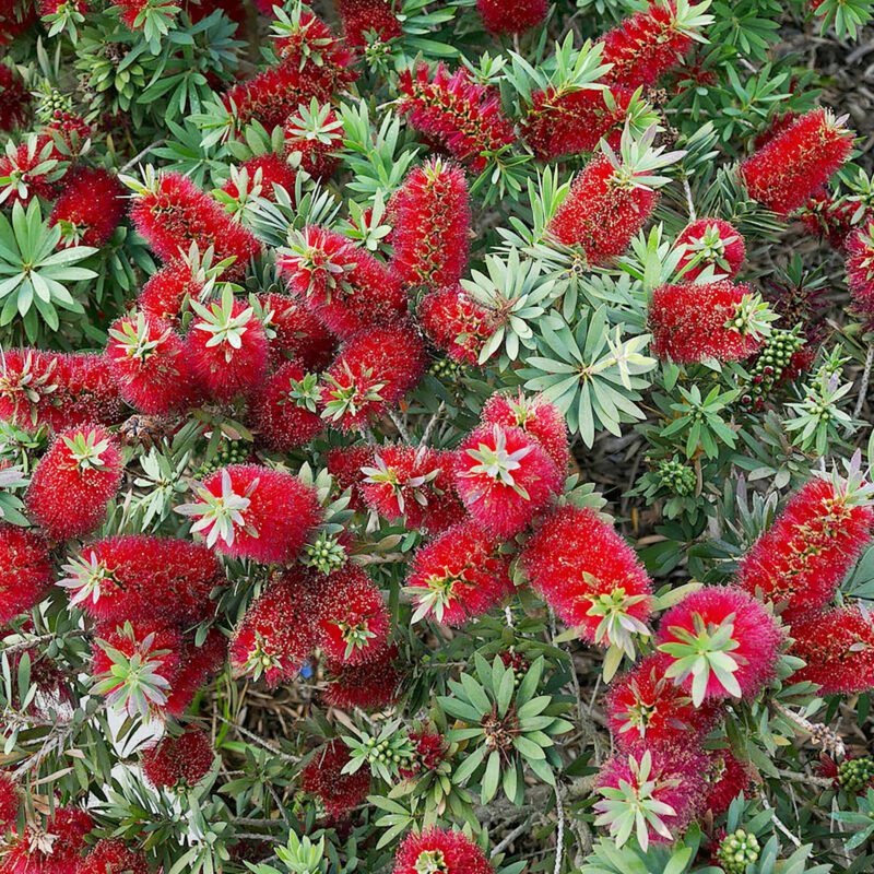 Shrubs - Bottlebrush - Little John