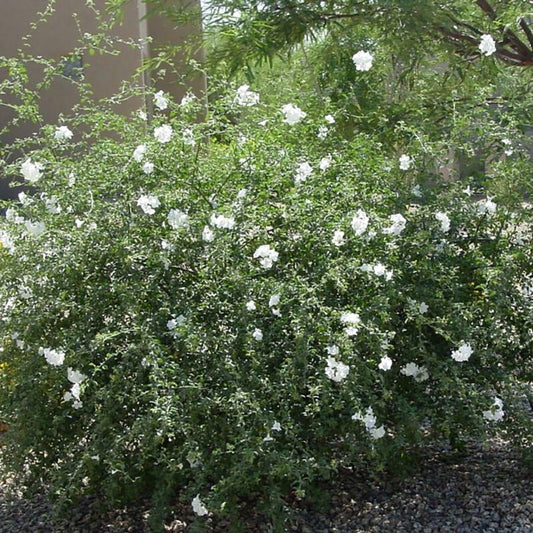 Shrubs - Little Leaf Cordia