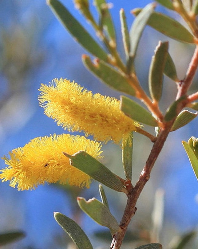 Shade - Acacia - Mulga