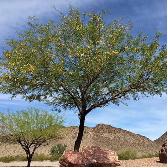 Shade - Arizona Native Mesquite