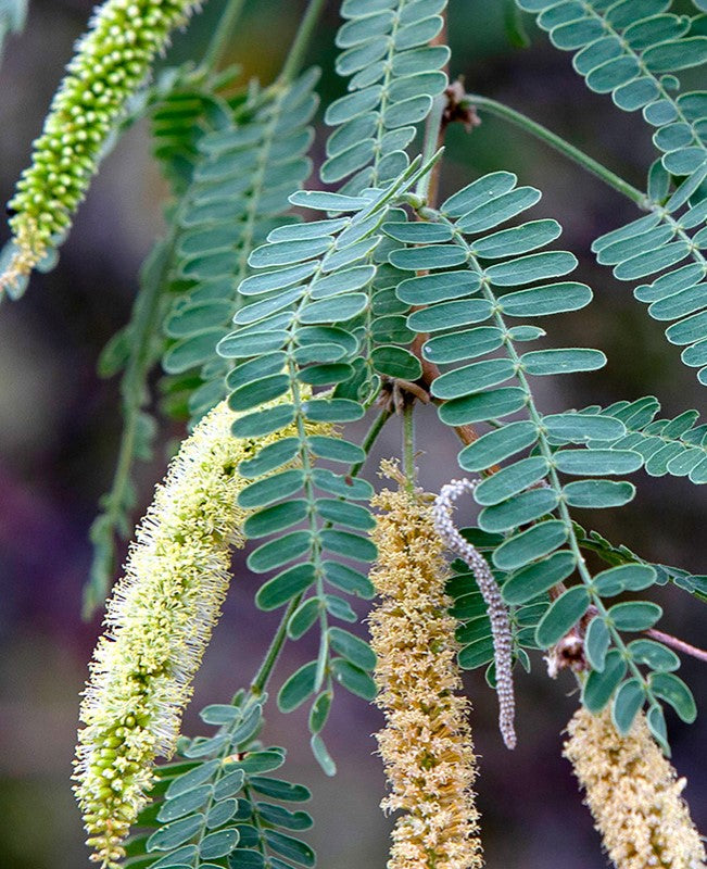 Shade - Mesquite - Arizona Native