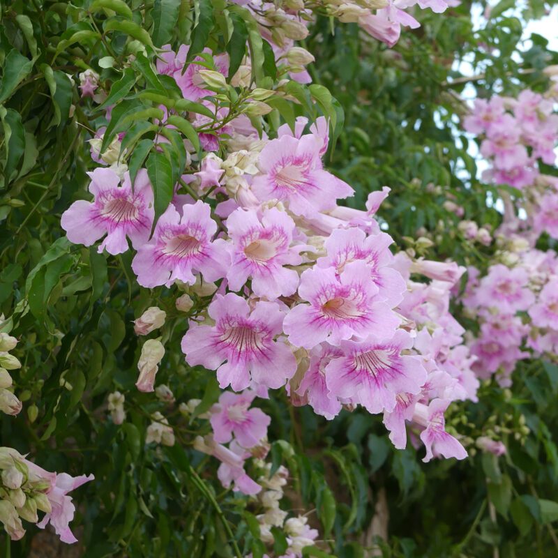 Vines - Pink trumpet vine