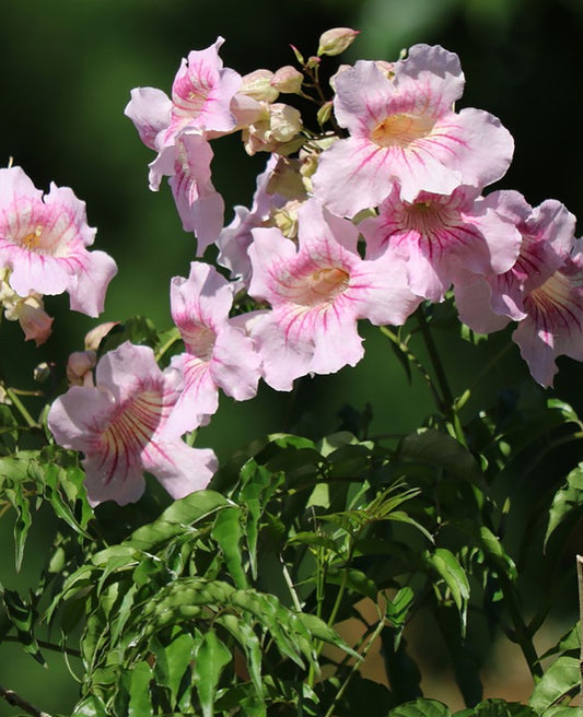 Vines - Pink trumpet vine