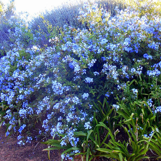 Shrubs - Cape Plumbago Blue