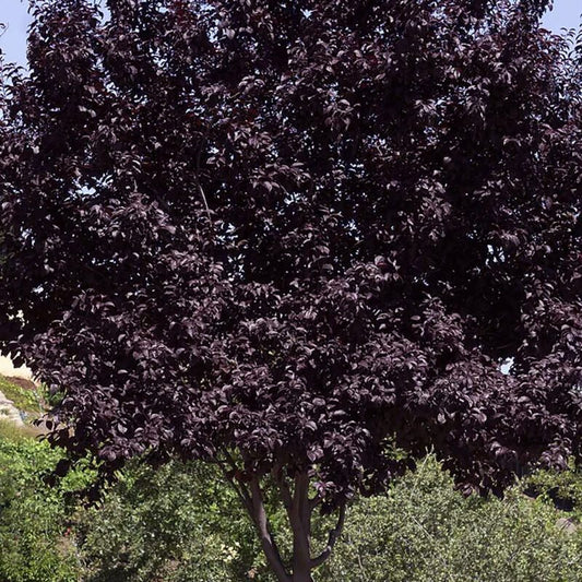 Shade - Purple Leaf Plum