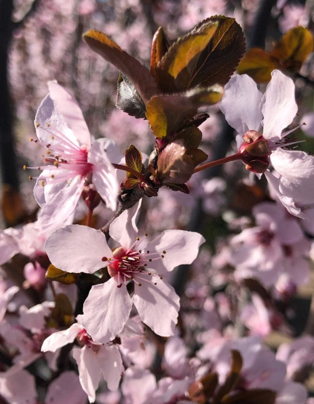 Shade - Purple Leaf Plum