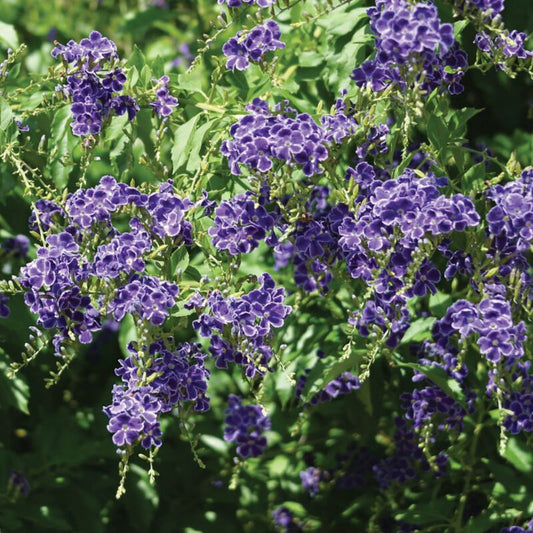 Shrubs - Purple Sky Flower