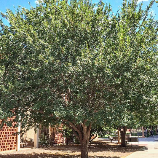 Shade - Chinese Elm (Evergreen Elm)