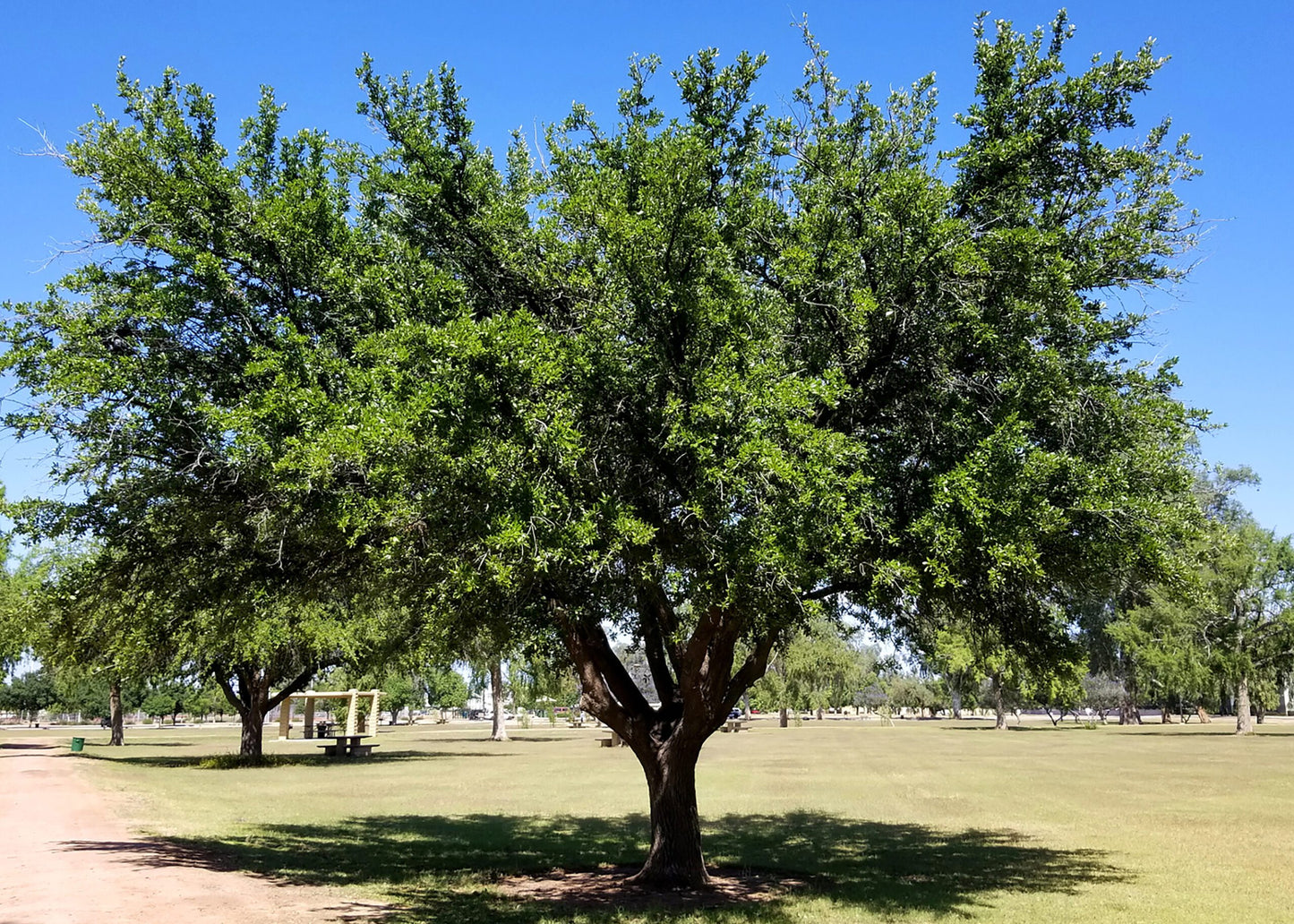 Shade - Oak - Southern Live