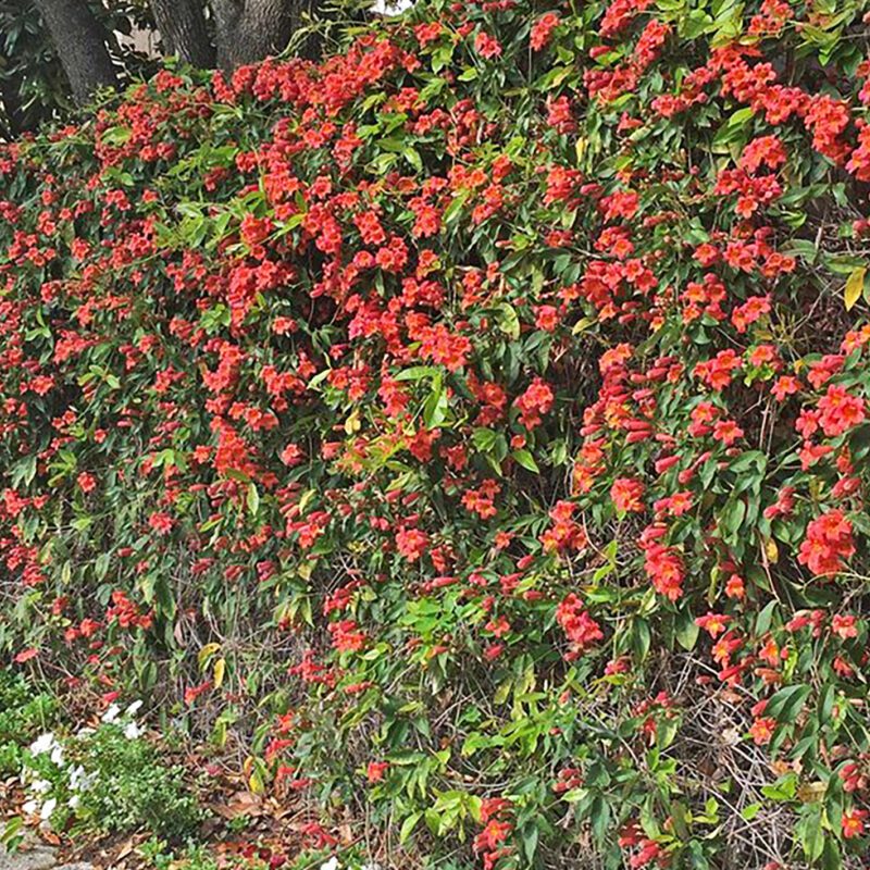 Vines - Tangerine crossvine