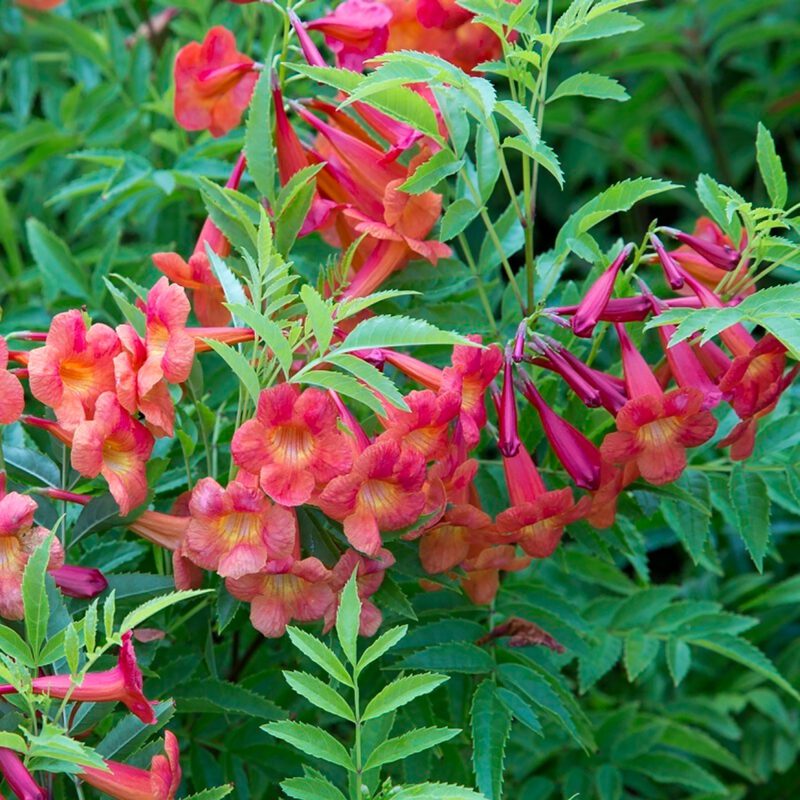 Shrubs - Tecoma - Bells of Fire