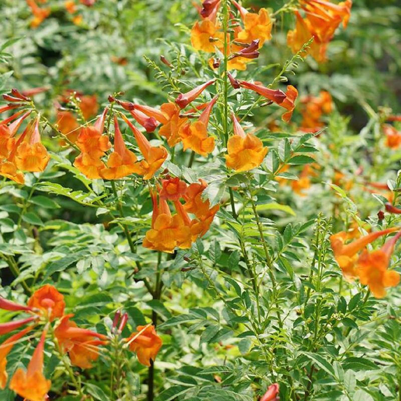 Shrubs - Tecoma - Orange Jubilee