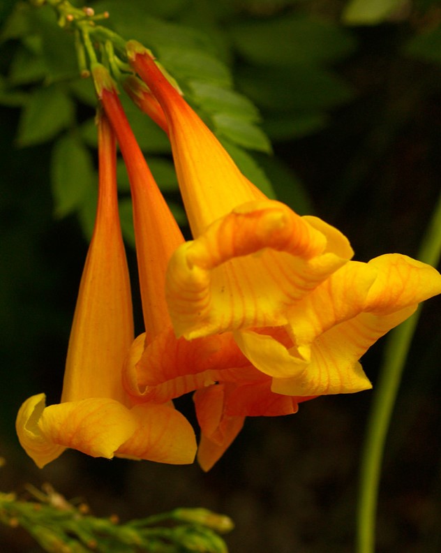 Vines - Tecoma - Orange Jubilee Staked