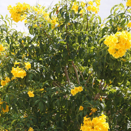 Vines - Tecoma - Yellow Bells