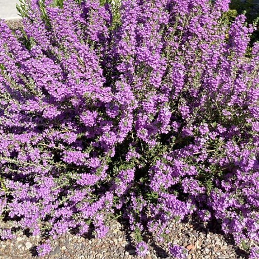 Shrubs - Texas Sage - Heavenly Cloud