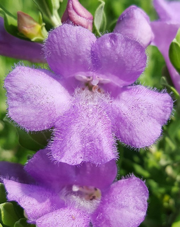 Shrubs - Texas Sage - Heavenly Cloud