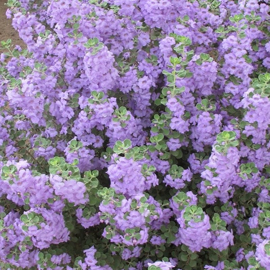 Shrubs - Texas Sage - Lynn's Legacy