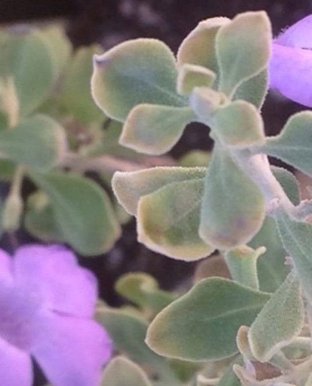 Shrubs - Texas Sage - Lynn's Legacy