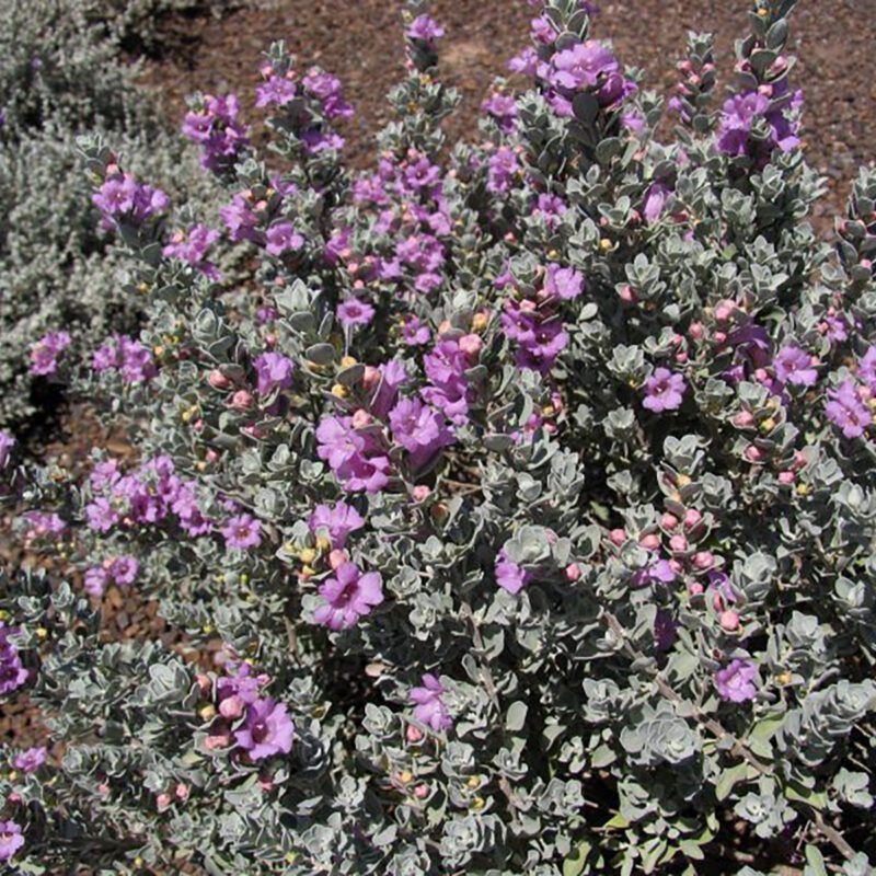 Shrubs - Texas Sage - Silver Cloud