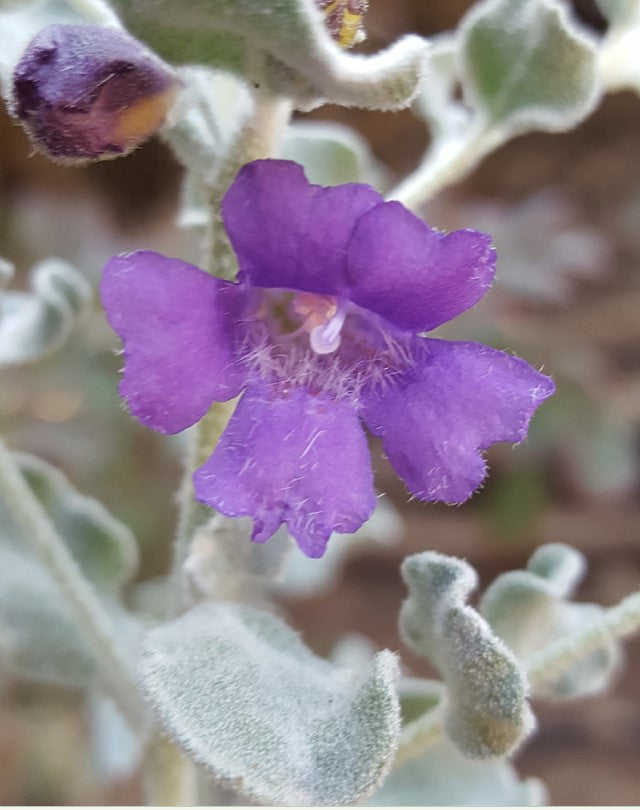 Shrubs - Texas Sage - Silver Cloud