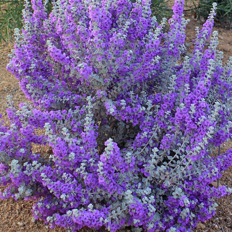 Shrubs - Texas Sage - Upright Blue Ranger