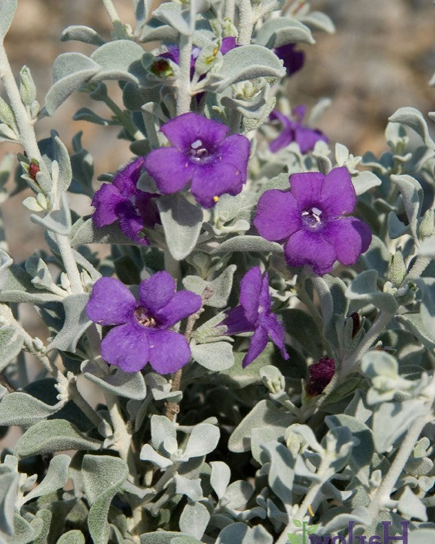 Shrubs - Texas Sage - Upright Blue Ranger