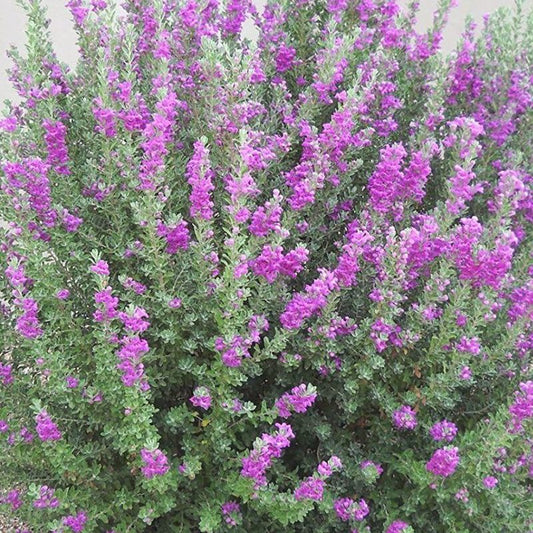 Shrubs - Texas Sage - Green Cloud