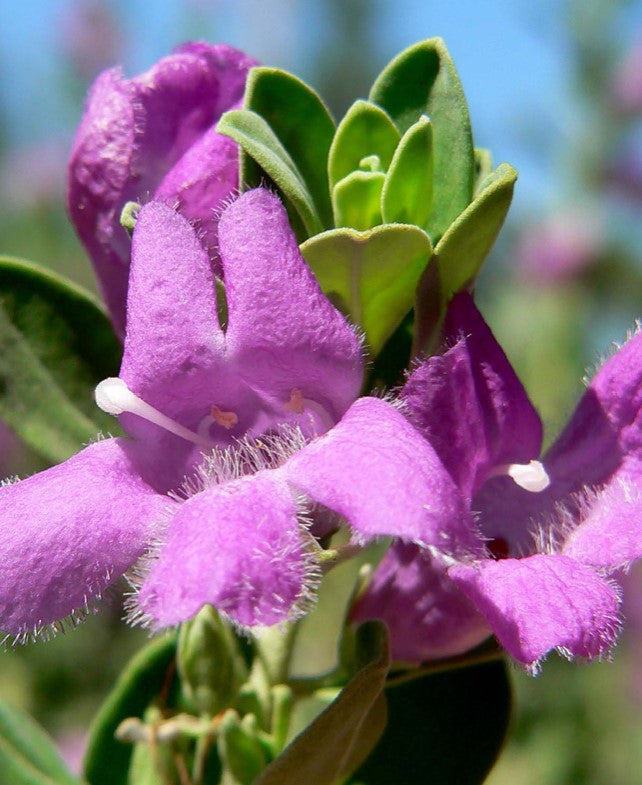 Shrubs - Texas Sage - Green Cloud