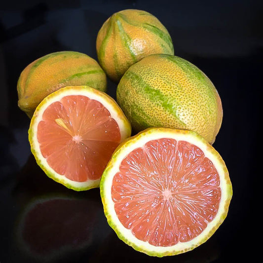 Citrus - Lemon - Variegated Pink