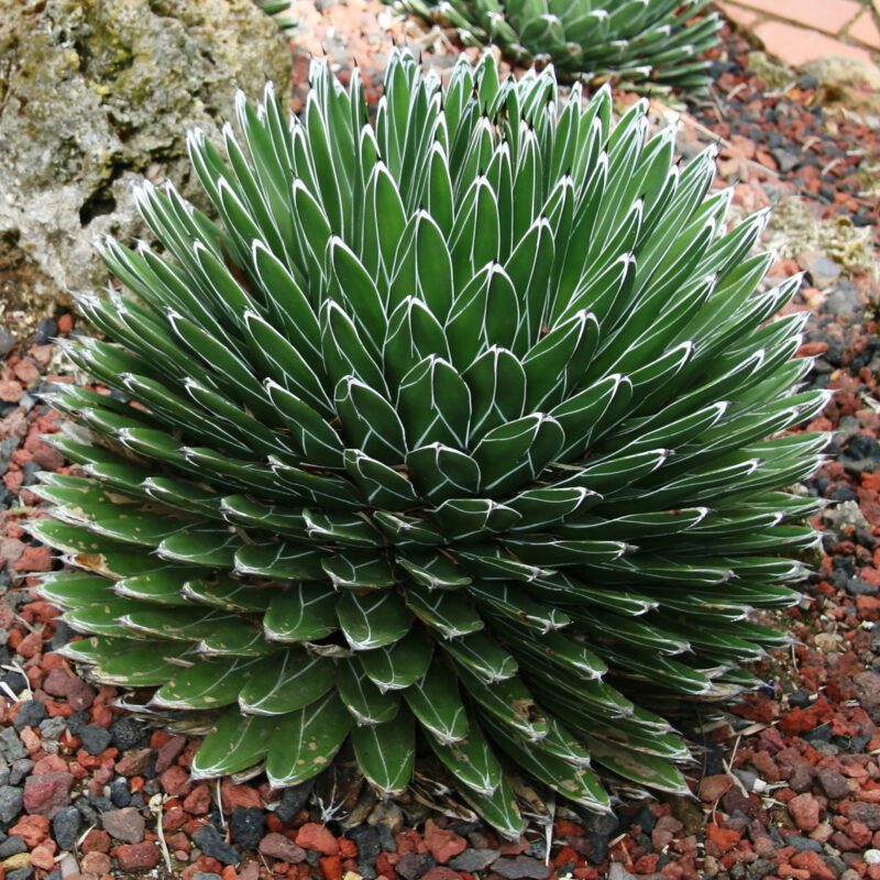 Succulent - Agave Queen Victoria – Flower of the Gods