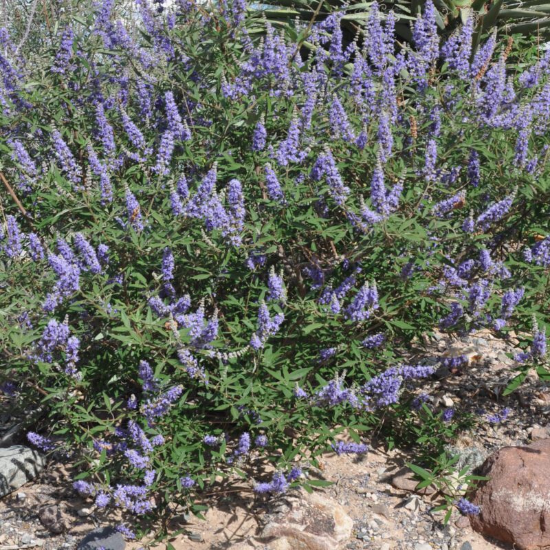 Shrubs - Vitex (Chaste)