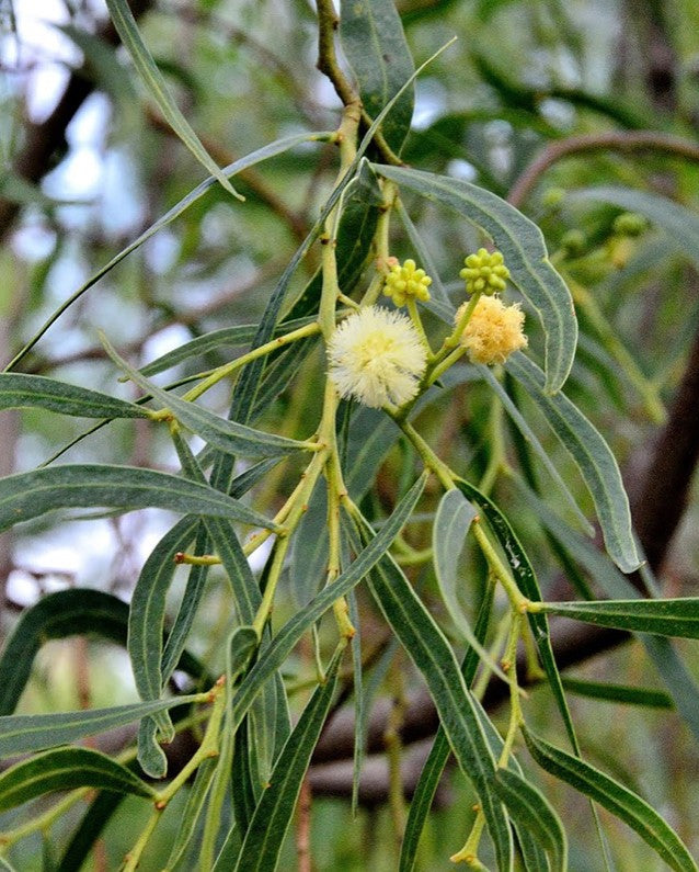 Shade - Acacia - Willow