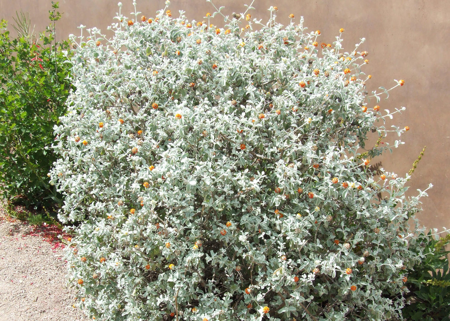 Shrubs - Wooly Butterfly Bush